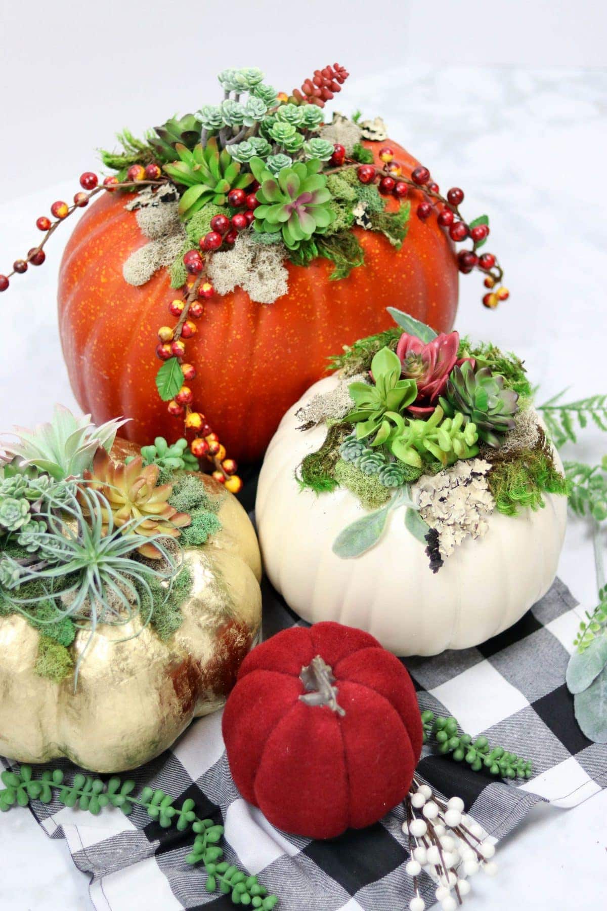 Succulent Pumpkin DIY - Sweet Red Poppy