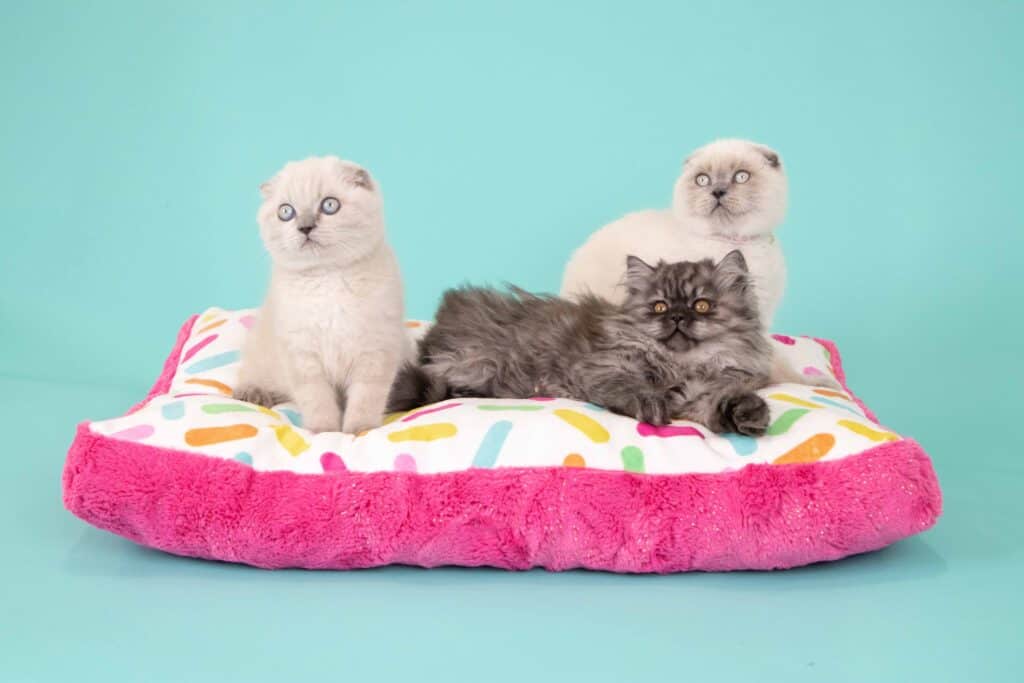 Sew a cat bed from fleece fabric