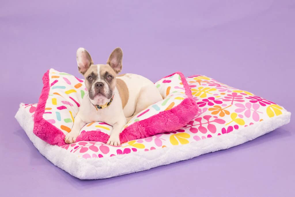 Learn how to sew a pet bed